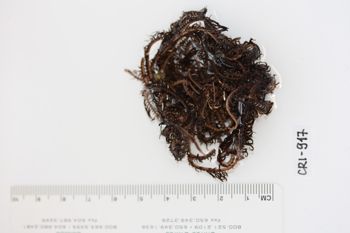 Media type: image;   Invertebrate Zoology CRI-917 Description: Preserved specimen.;
